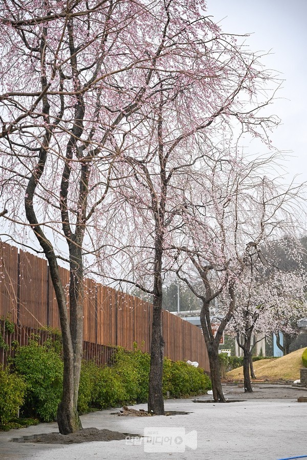 ▲새로운 장소에 자리잡은 수양벚나무 모습(사진제공/순천시청)